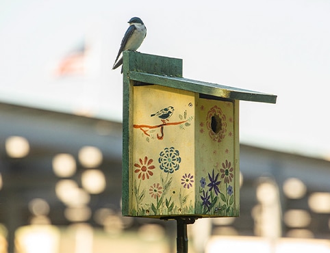 A bird sitting on a bird house painted with colorful flowers, on the grounds of a Benjamin Moore facility. A bird sitting on a bird house painted with colorful flowers, on the grounds of a Benjamin Moore facility.