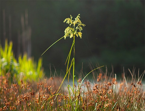 Grassy plants in a Benjamin Moore facility field. Grassy plants in a Benjamin Moore facility field.